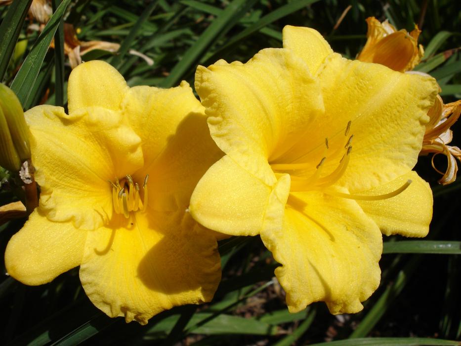 Flower Nature Plant