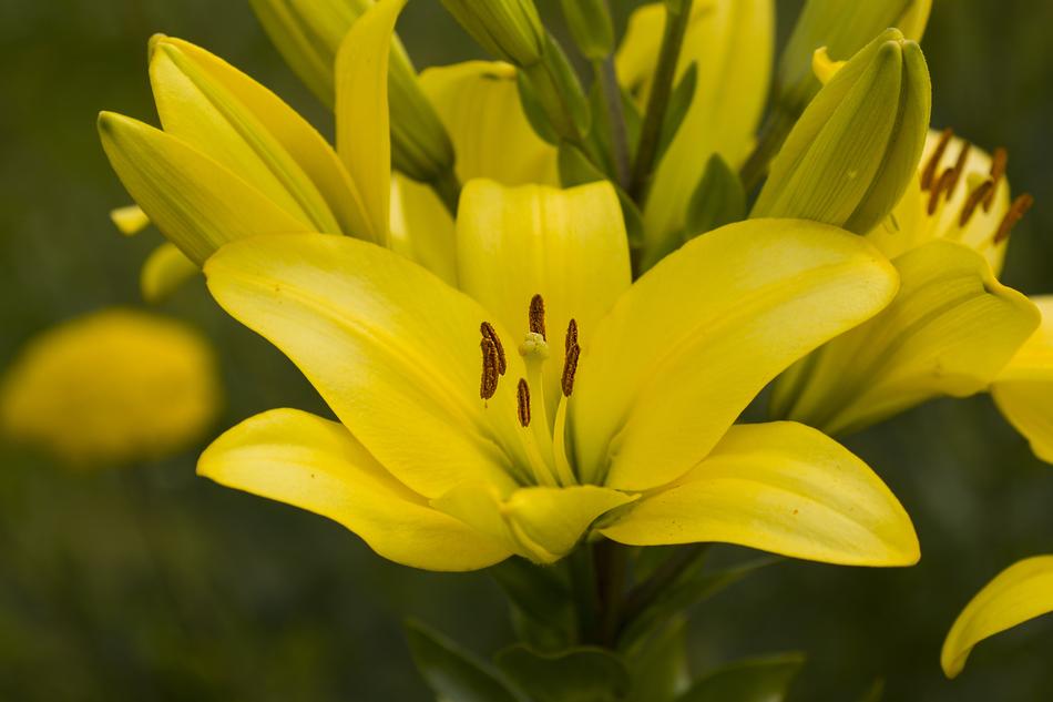 Flower Nature Plant