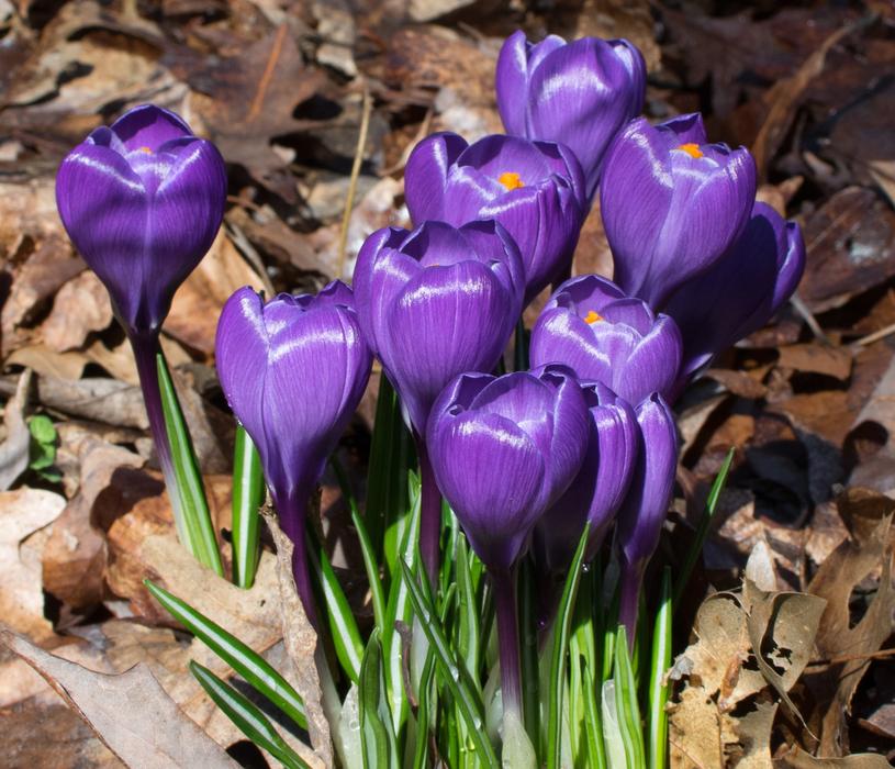 Flower Nature Garden