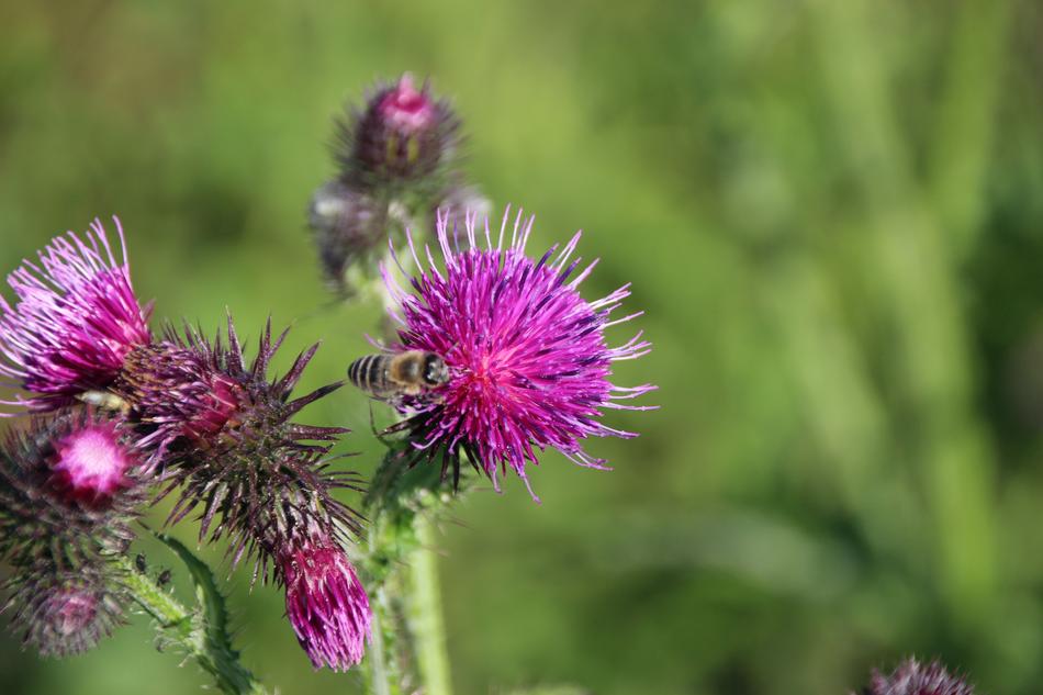 Nature Plant Flower