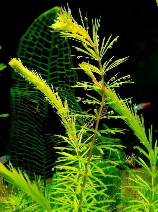 Aquarium Nature