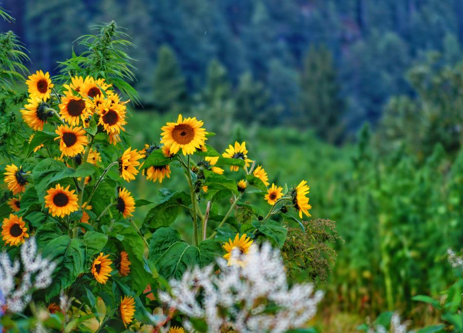 small beautiful flowers garden
