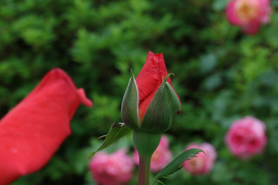 red flower bud in a green bush landscape