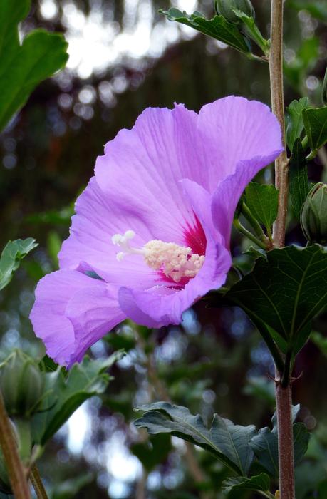 Flower Nature Leaf