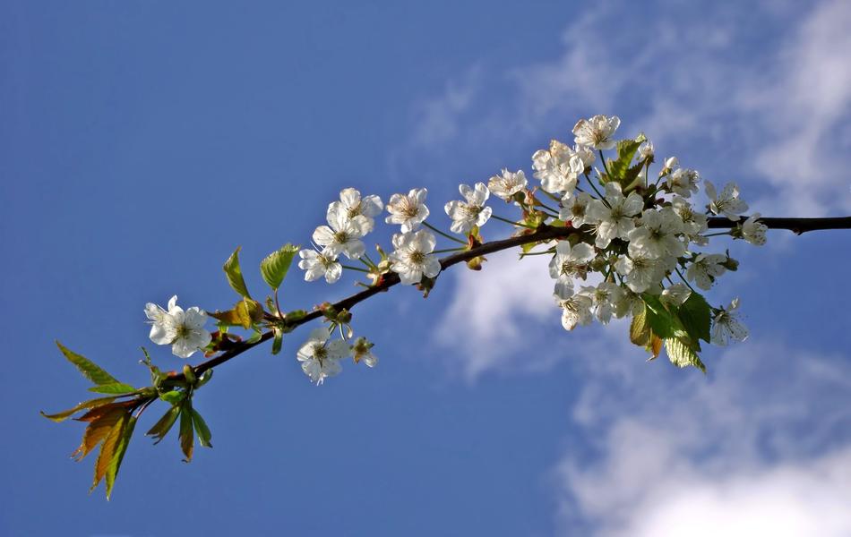 Tree Branch Cherry