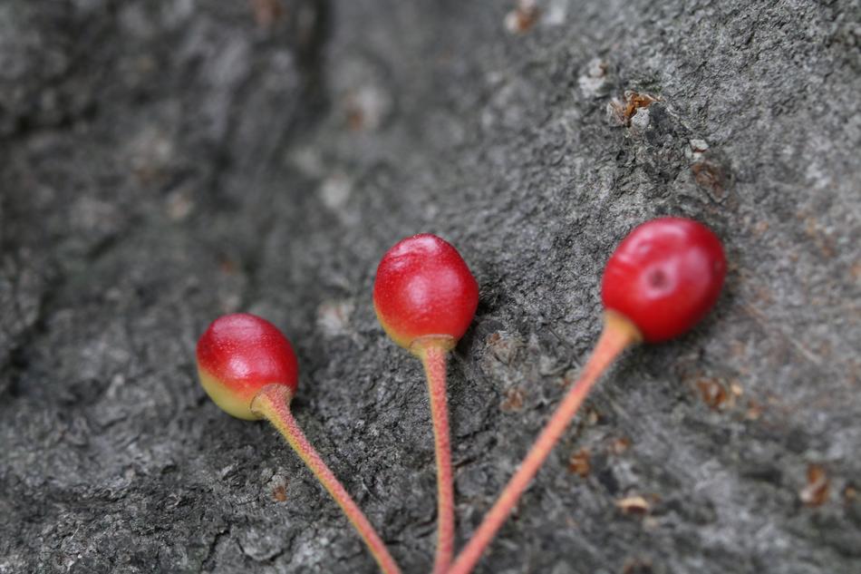 Cherry Tree Spring