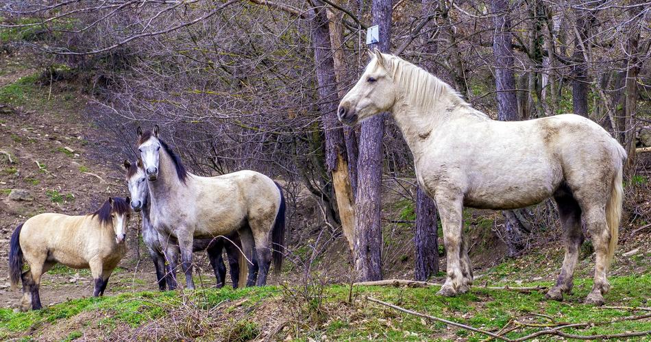 Horses Wild Equine
