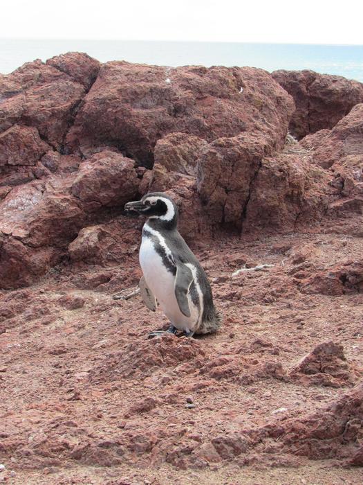 Penguin Magellan Nature