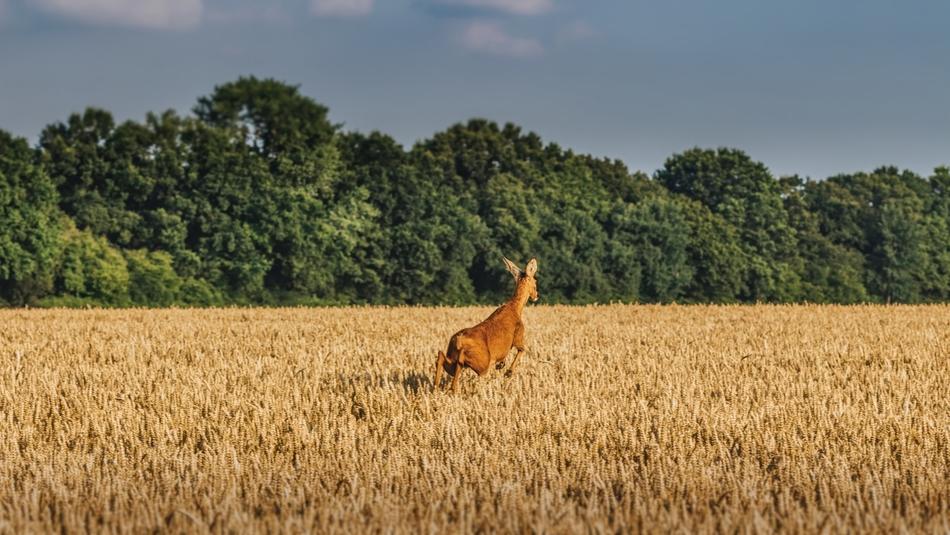 Deer Fawn Field