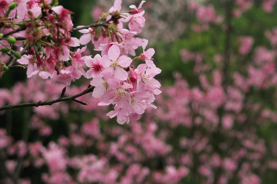 Flower Plant Garden