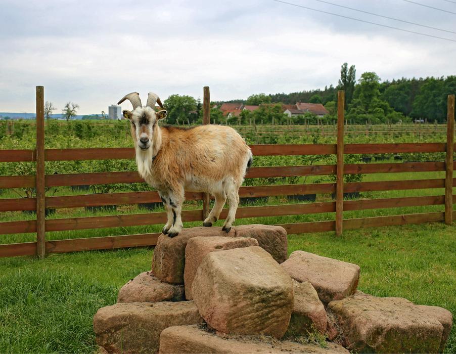 Farm Goat Horns