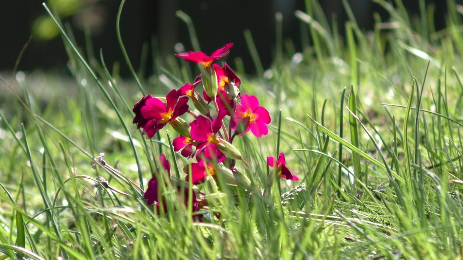 Nature Flower Plant