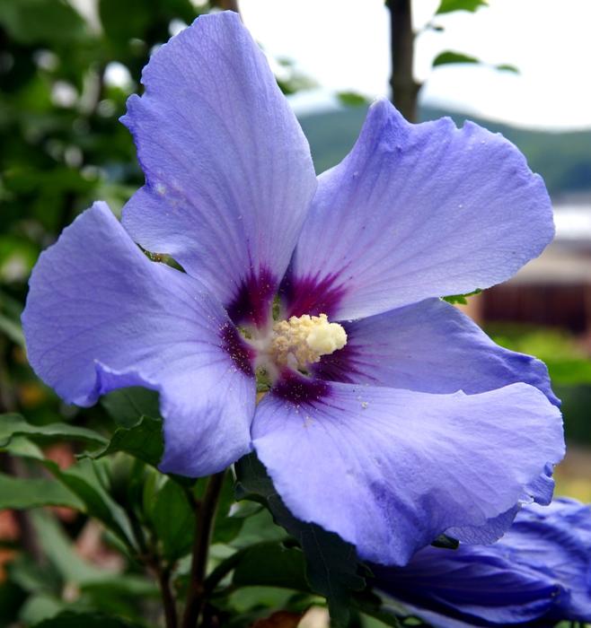 Flower Blue Plant