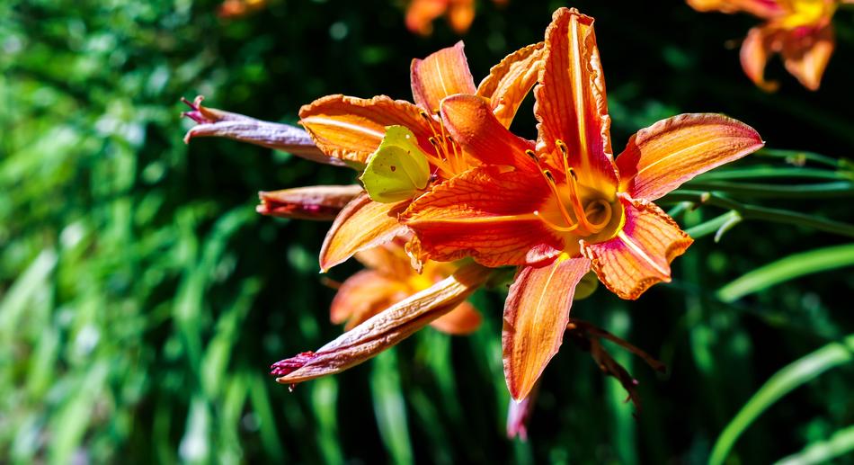 Nature Flower Flora
