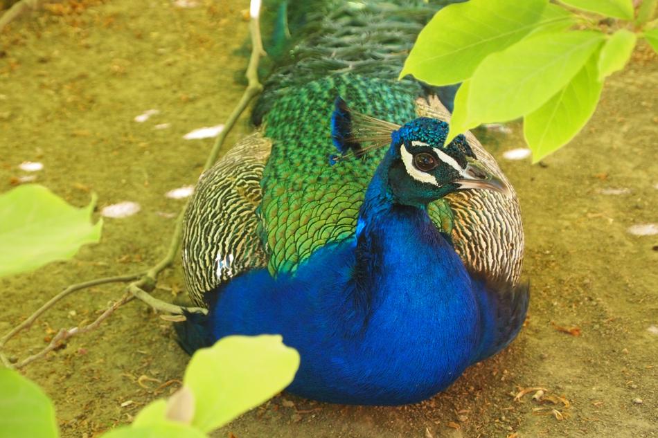 Birds Peacock Plumage
