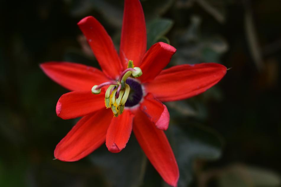 Flower Nature