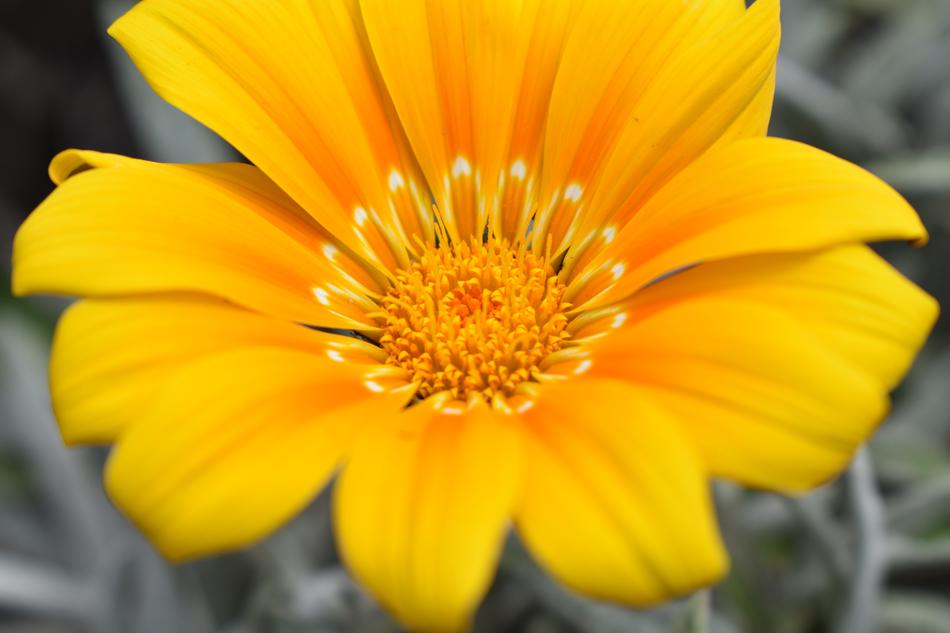 Nature Plant Flower