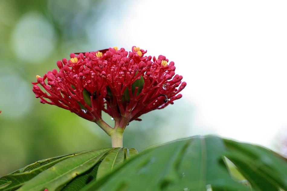 Nature Plant Flower