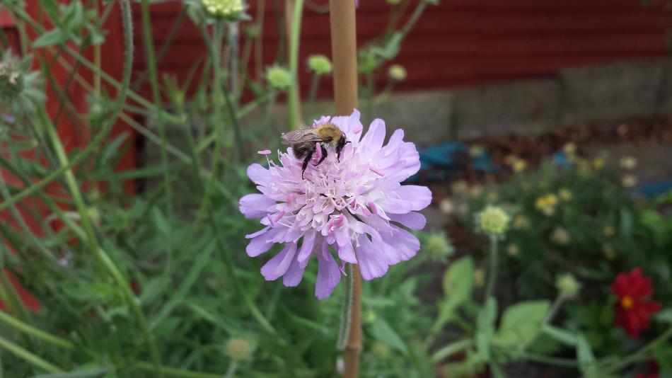 Bees Flower Wildflower