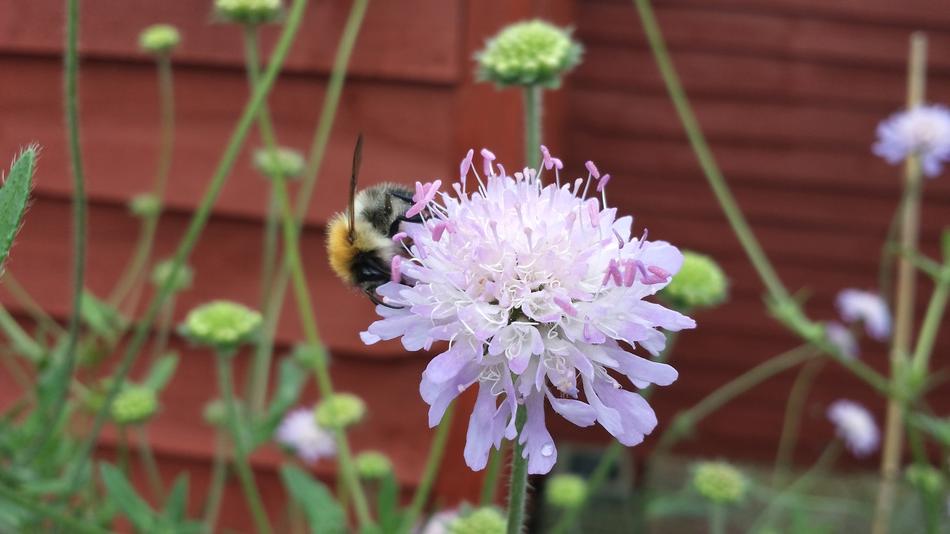 Bee Garden Plant
