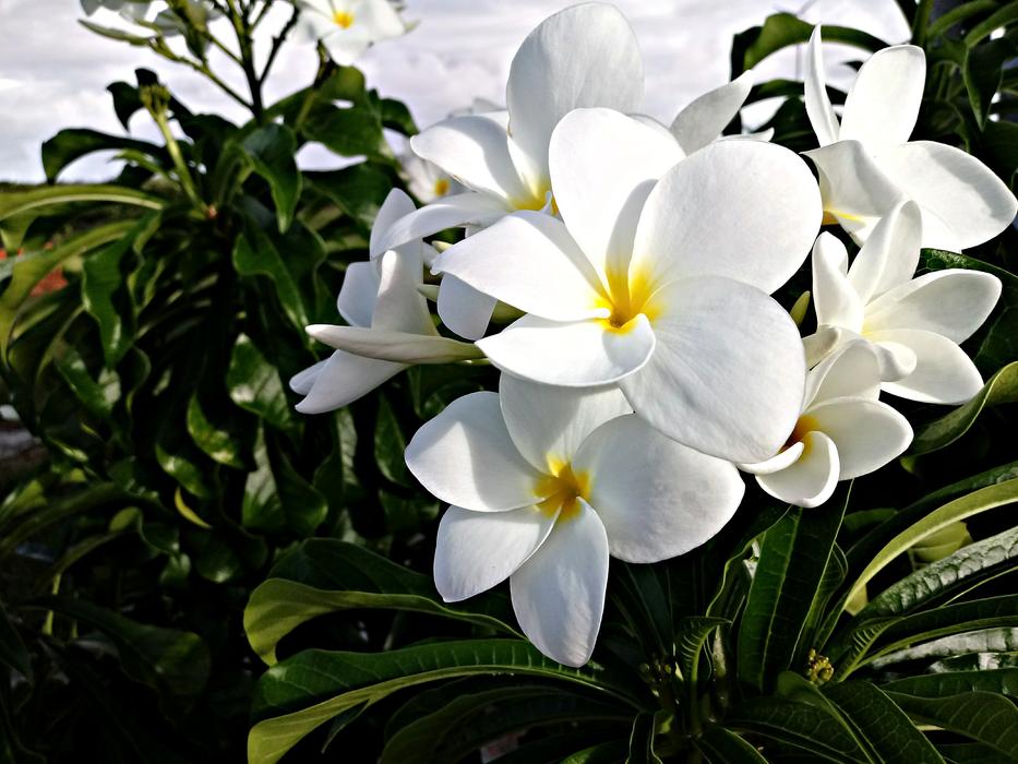 Flower Nature Plant