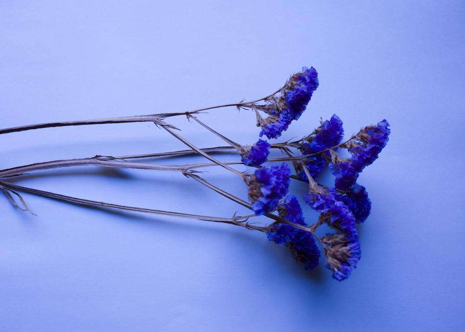 Flowers Dried Plant