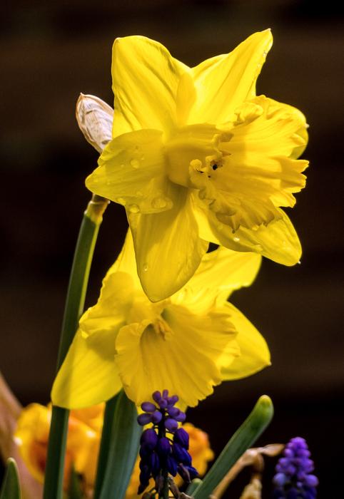 yellow flower by the house