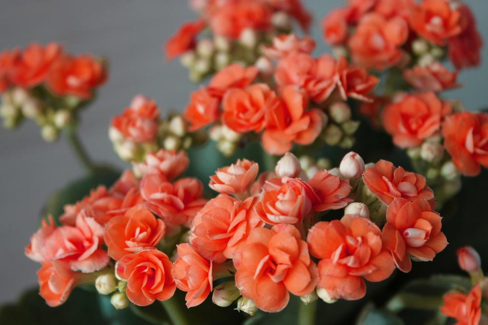 Flower Nature Plant