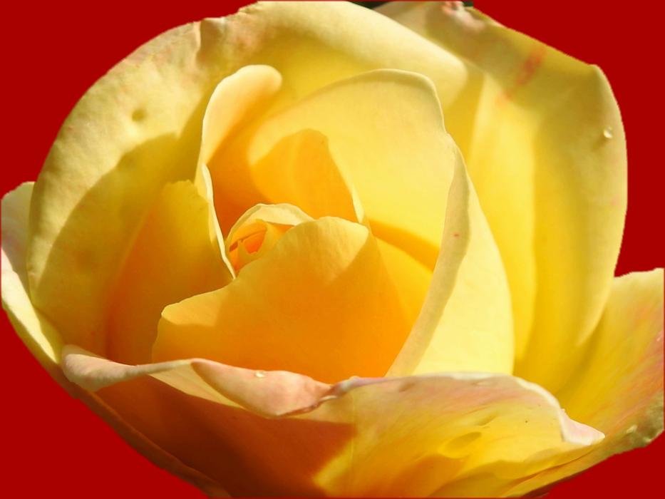 yellow big flower bud on red background
