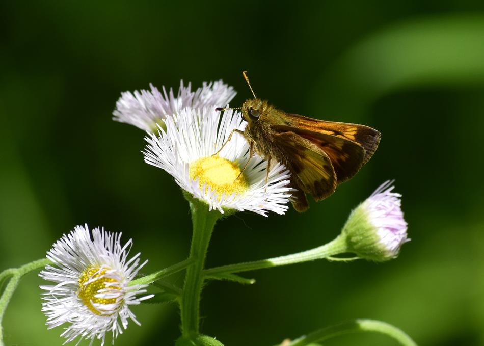 Nature Insect Flora