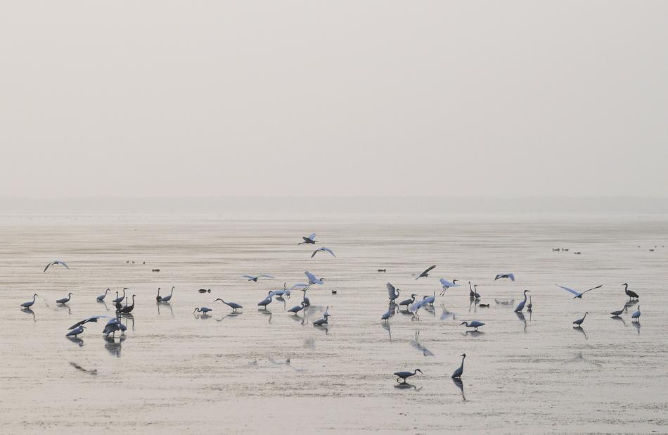 Morning Paradise Birds