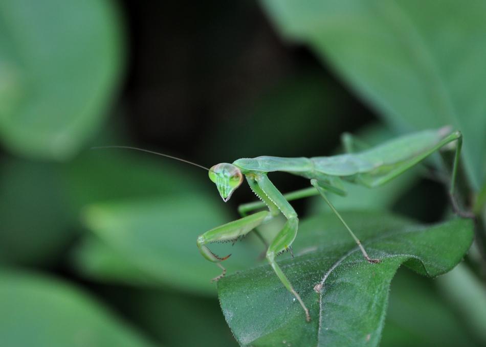 Insect Mantis Spring free image download