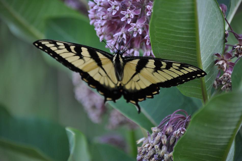 wild butterfly in a tree