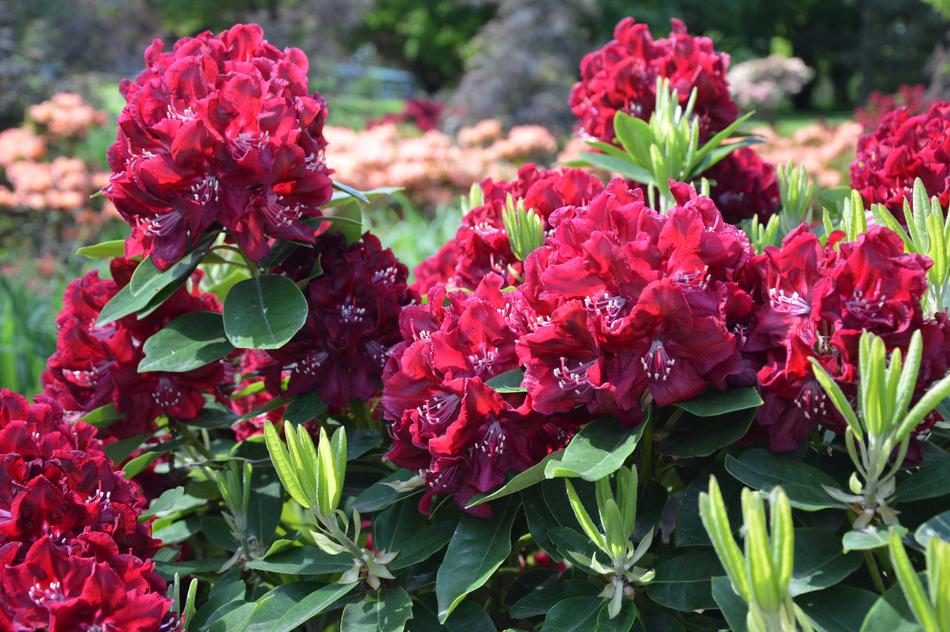 Nature Plant