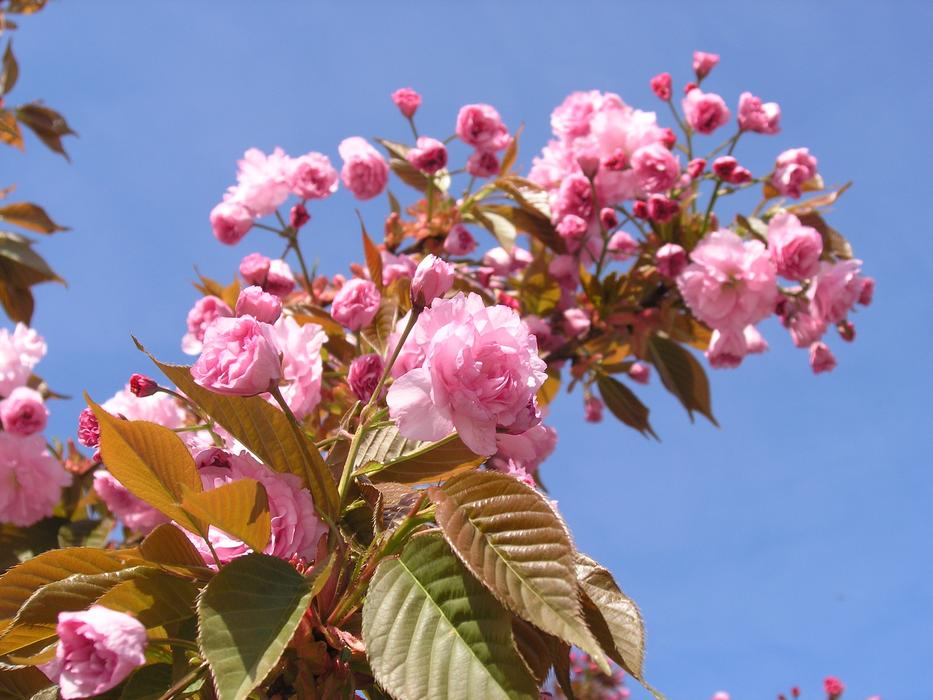 Flower Nature Plant