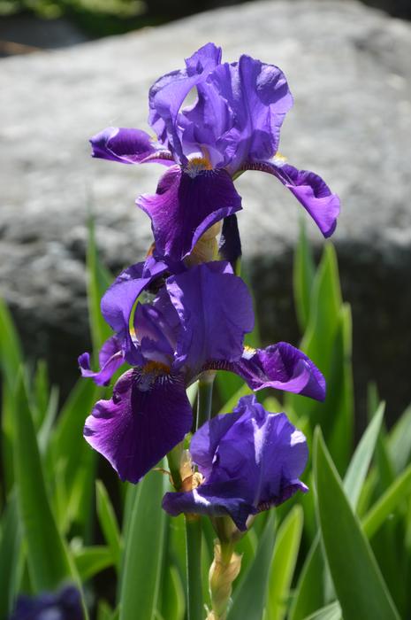 Nature Plant Flower