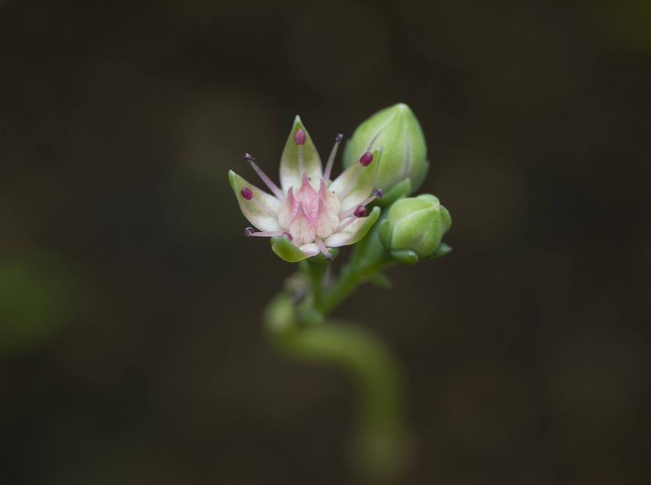 Nature Flower Flora