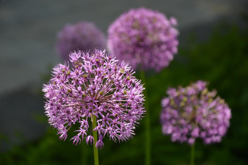 Nature Plant Blossom