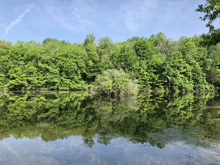 Water Lake Trees
