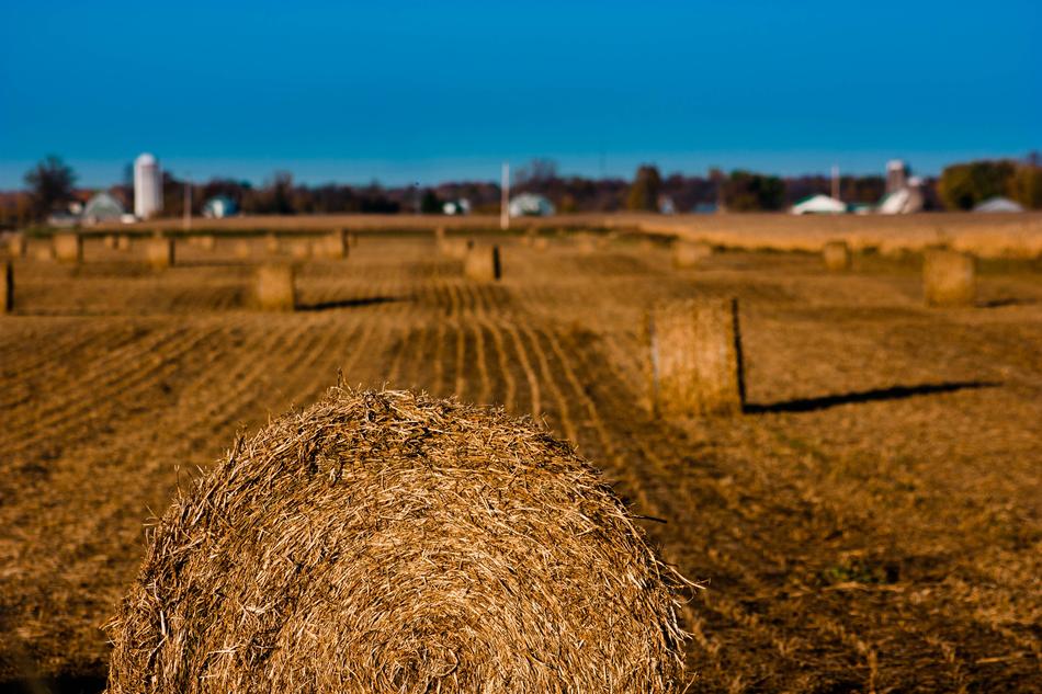 Fields Fall