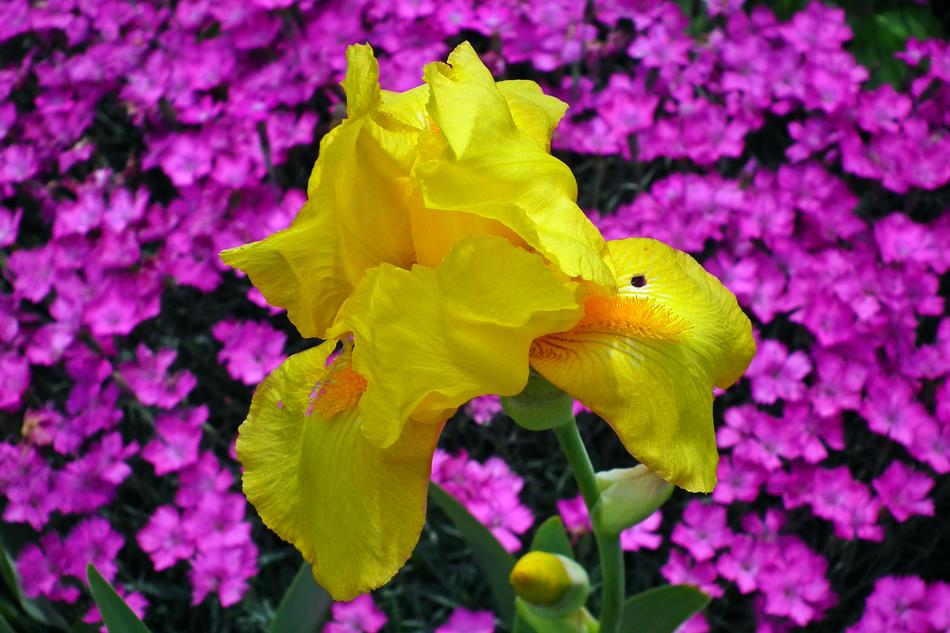 Flower Iris Yellow