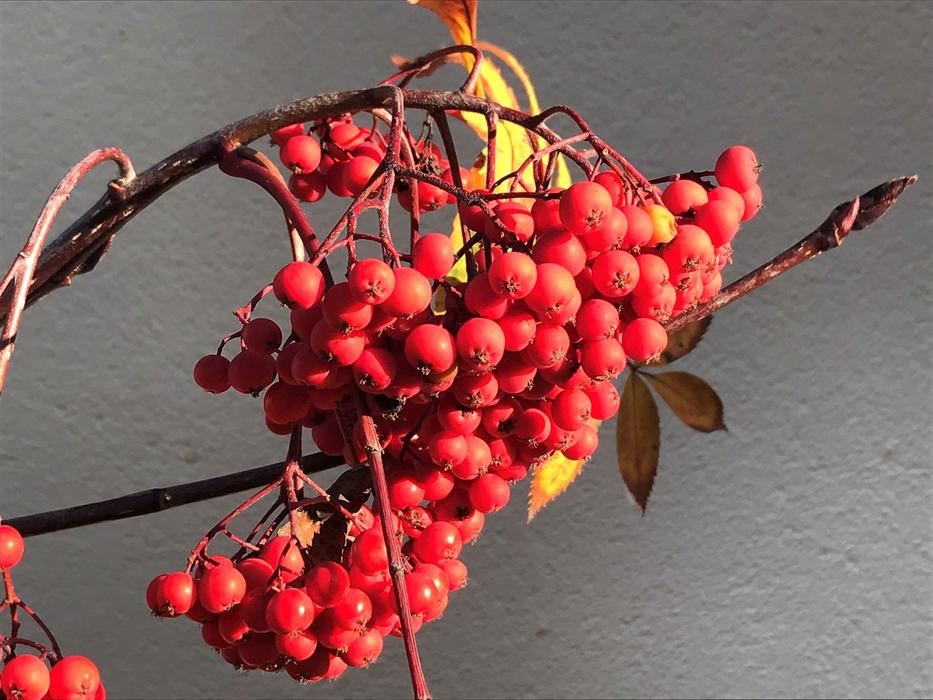 Fruit Nature Food
