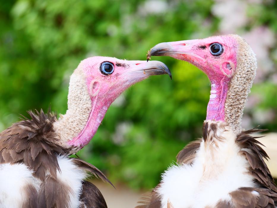 Vultures Hooded Bird
