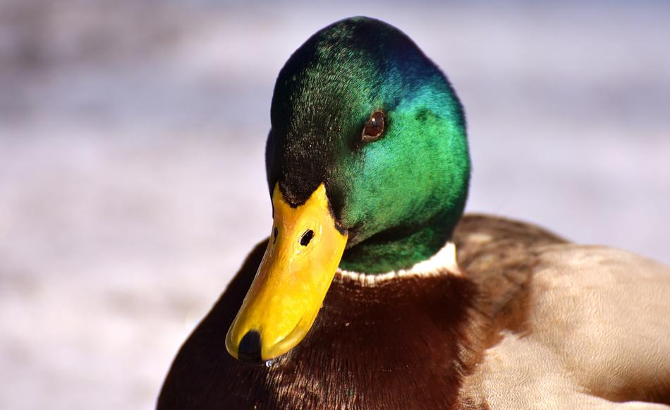 Mallard Males Bread