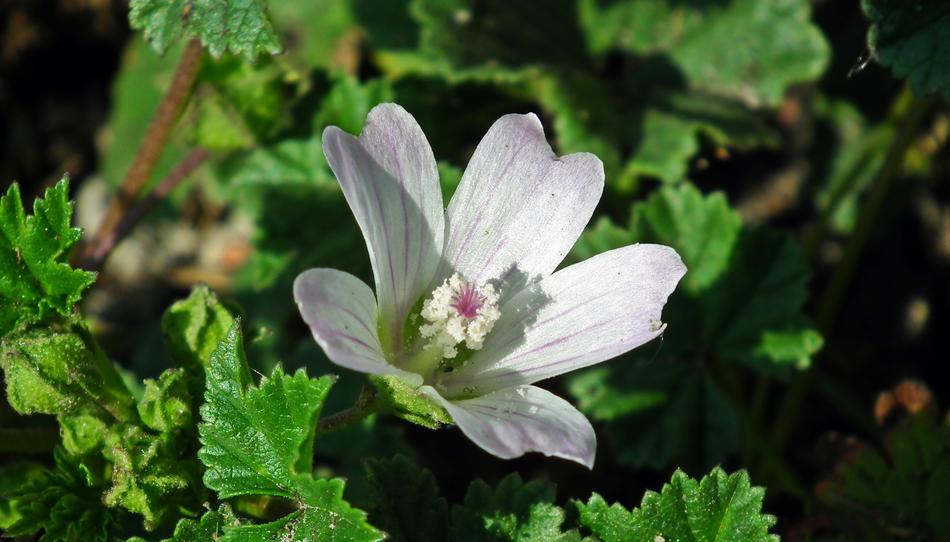 Flower Grasshopper White