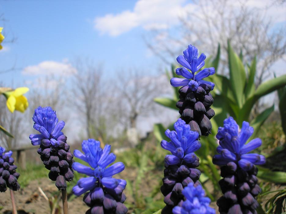 beautiful flower in a field landscape