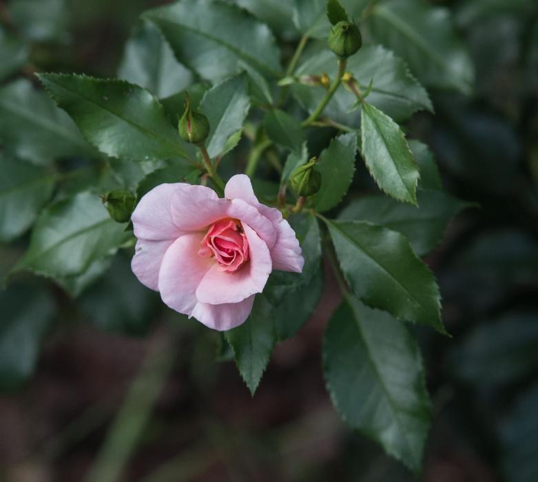 Rose Flower Blossom
