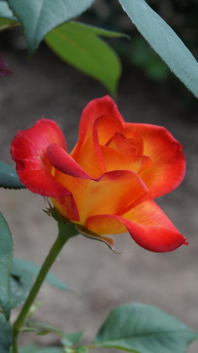 Rose Flower