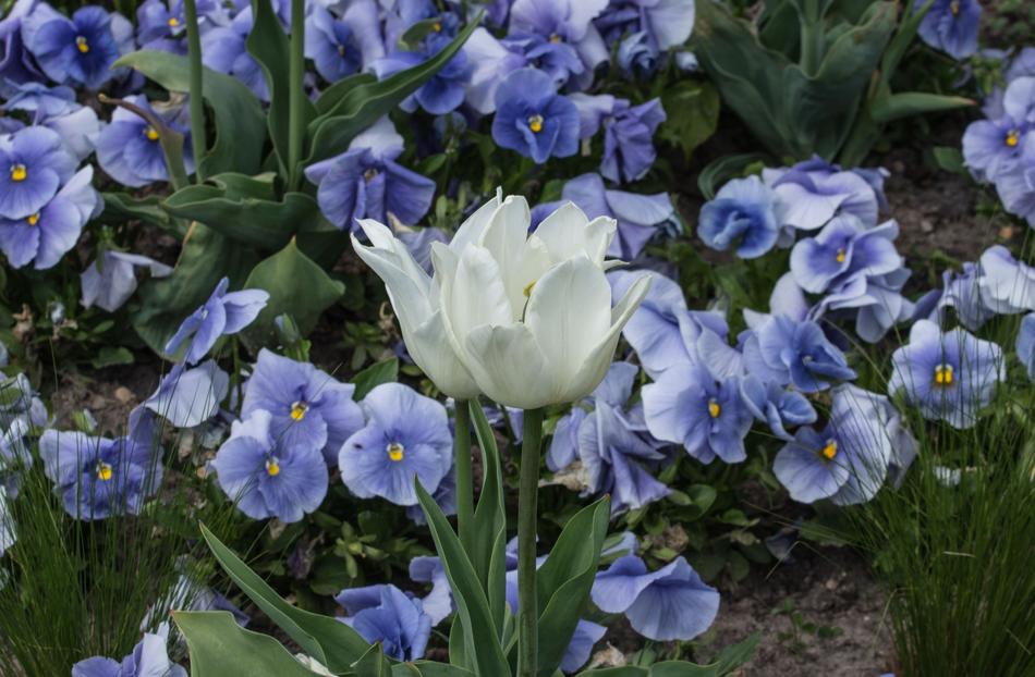 Tulip Blossom Bloom