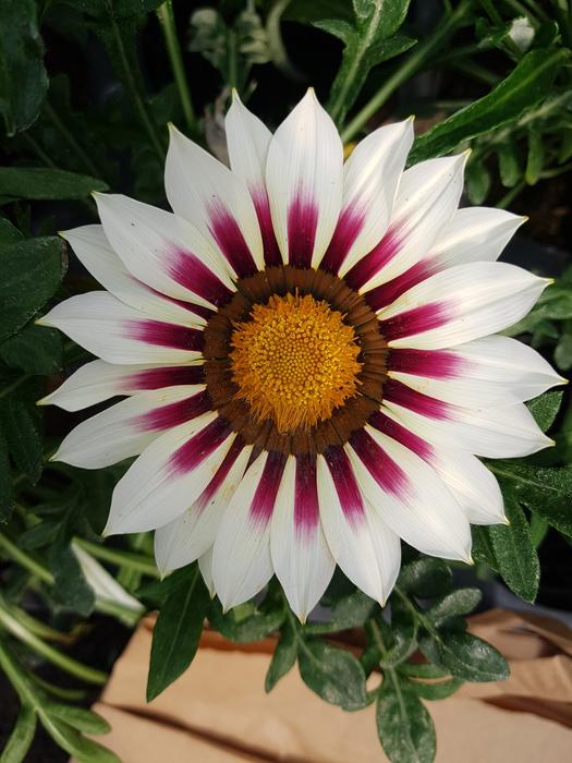 Flower Beautiful Nature
